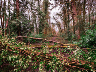 Obraz premium A road with trees on either side and a large fallen tree in the middle. The road is covered in leaves and debris, powerful storm damage result.