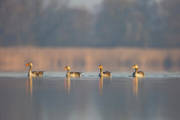 Gęś zbożowa, taiga bean goose (Anser fabalis) © Michal Przystas