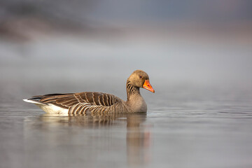 Gęś zbożowa, taiga bean goose (Anser fabalis) © Michal Przystas