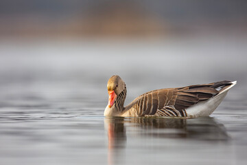 Gęś zbożowa, taiga bean goose (Anser fabalis) © Michal Przystas