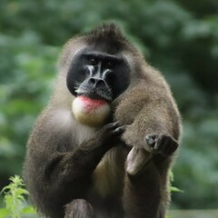Monkey funny