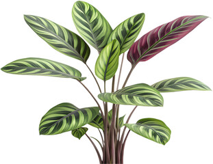 Calathea orbifolia plant with beautiful large leaves, ideal for botanical art, home decor, and illustrations. 