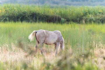 Obraz premium White Camargue Horses in Parc Regional de Camargue - Provence, France