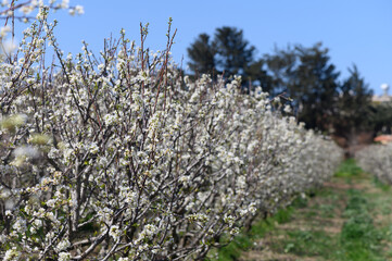 Blossoming cherry trees create a stunning display in a sunny orchard during springtime
