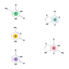 DNA nucleotides chemical structures