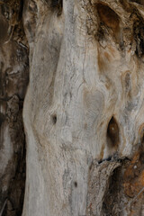 Captivating textures of ancient wood showcasing nature's artistry and resilience in a tranquil woodland setting