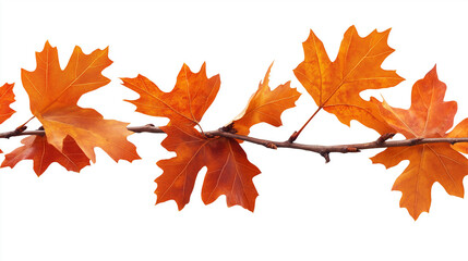 Fototapeta premium Fallen leaves on a branch, elegantly isolated against a white background in a clean clipart style. High-resolution PNG format, perfect for seasonal designs, nature themes, and creative projects.