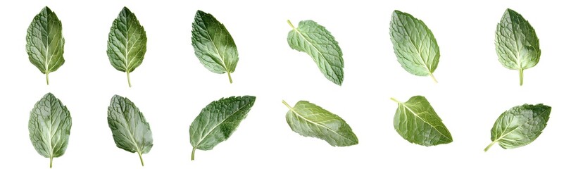 Naklejka premium Collection of Green Textured Leaves on White Background