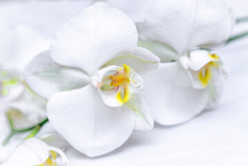 The branch of white orchids on white fabric background
