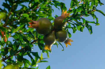 Pomegranates, a beautiful pomegranate tree with beautiful fruits in Brazil, natural light, selective focus.