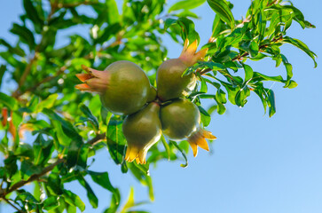 Pomegranates, a beautiful pomegranate tree with beautiful fruits in Brazil, natural light, selective focus.