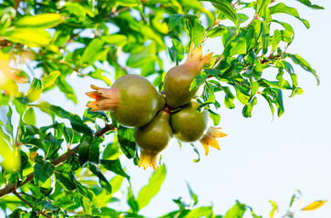 Pomegranates, a beautiful pomegranate tree with beautiful fruits in Brazil, natural light, selective focus.