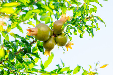 Pomegranates, a beautiful pomegranate tree with beautiful fruits in Brazil, natural light, selective focus.