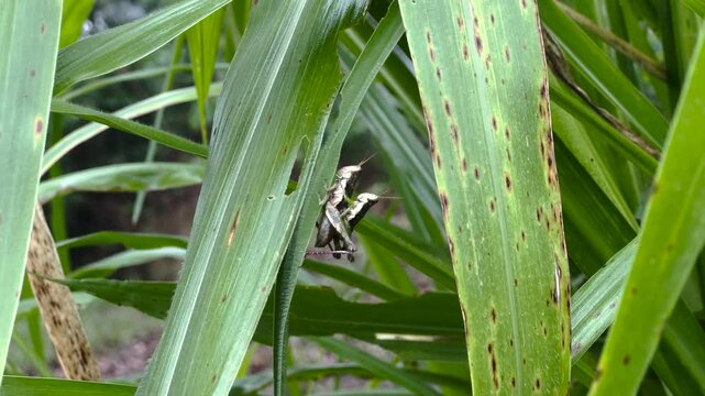 Green crickets are mating