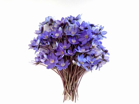 bouquet of spring flowers, hepatica flower (liverleaf or liverwort) on white background with space for text	