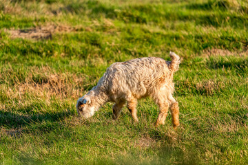 Fototapeta premium A goat grazing in the pasture. Goat kid