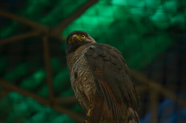 Crested Serpent Eagle in Captivity Intense Gaze