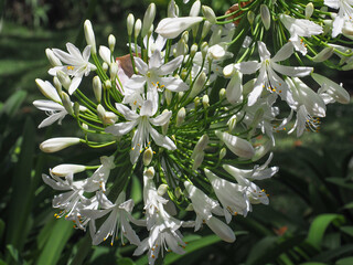 Agapanthus Africanus Albus, white lily flower, close up. African lily or Lily of the Nile is...