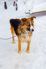 A black and red dog lies on a chain in the snow. High quality photo