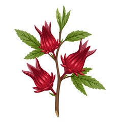 Illustration of rosella or Hibiscus sabdariffa plants, isolated on white background.