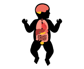 Obraz premium Human internal organs