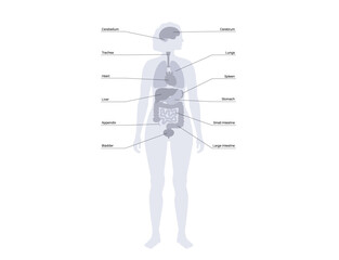 Human internal organs