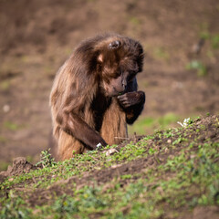 Young Gelada Monkey Picking Grass Roots