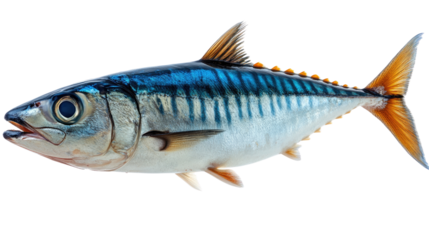 Ocean's Jewel: A sleek mackerel displays its vibrant hues, showcasing the underwater world's dazzling diversity in this captivating image.