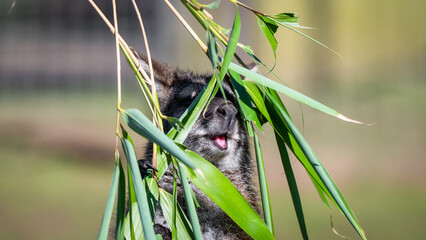 Adult Wallaby Feeding on Greens
