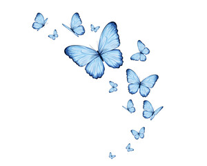 positive quote butterfly pink flower rose and daisies watercolor hand drawn design