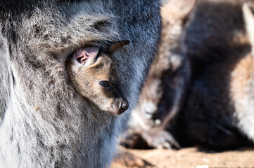 Naklejka premium Joey Wallaby Looking out from its Mothers Pouch