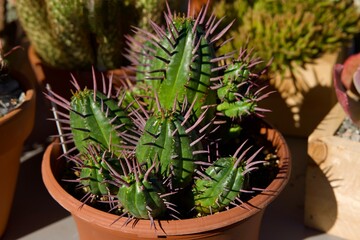 Barrel cactus with purple thorns