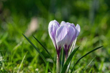 Close up of a purple and white striped spring crocuses (crocus vernus) in bloom