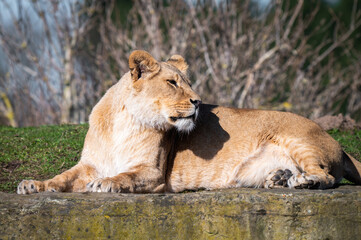 Young Female Lion Resting on a Large Rock
