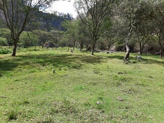 Obraz premium Naturaleza a orillas del río