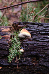 Ochre-banded Conk (Fomitopsis ochracea)