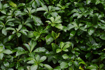 the Allegheny pachysandra or Allegheny spurge (Pachysandra procumbens)