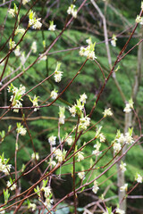 osoberry, squaw plum, Indian plum, or Indian Peach (Oemleria cerasiformis)