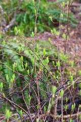 osoberry, squaw plum, Indian plum, or Indian Peach (Oemleria cerasiformis)