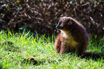 Red-bellied Lemur Sitting on Grass