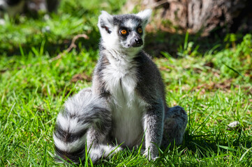 Ring-tailed Lemur Sitting on Grass Staring 