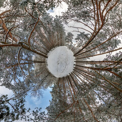 Spherical abstract aerial view in winter forest with clumsy branches with snow in blue sky....