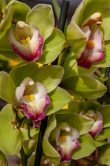 Close-up of blooming green cymbidium orchids with pink-tipped petals and yellow centers, showcasing...
