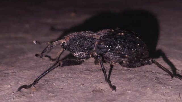 bettle walking on ground 