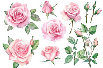 Naklejka premium Watercolor pink roses clipart set, with green leaves and buds on a white background