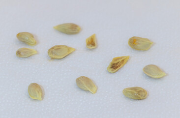 Several small Mandarin seeds on a white background