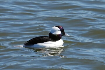 The bufflehead (Bucephala albeola) is a small sea duck of the genus Bucephala, the goldeneyes.