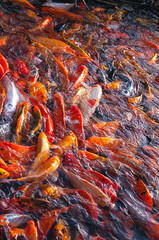 Many goldfish swimming in a pool. 