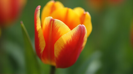 A stunning close-up of a single yellow tulip in full bloom