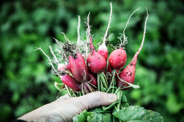 organic red radishes freshly collected from garden